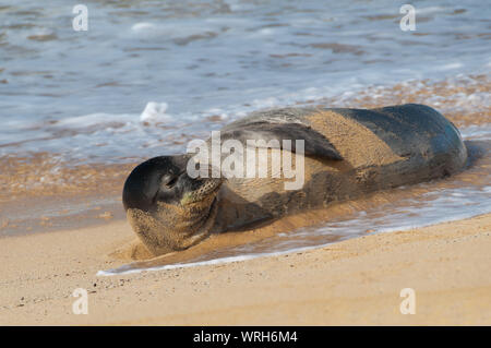 Foca monaca giacente nella sabbia su una spiaggia a Kauai, Hawaii, STATI UNITI D'AMERICA Foto Stock