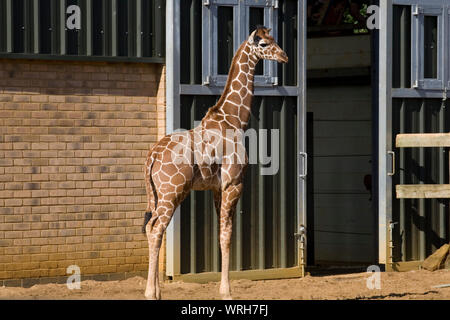 Giovani giraffe in piedi da ingresso a giraffa house di Whipsnade zoo riluttanti ad immettere Foto Stock