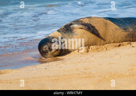 Foca monaca giacente nella sabbia su una spiaggia a Kauai, Hawaii, STATI UNITI D'AMERICA Foto Stock