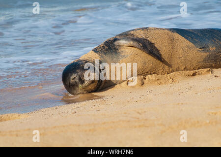 Foca monaca giacente nella sabbia su una spiaggia a Kauai, Hawaii, STATI UNITI D'AMERICA Foto Stock