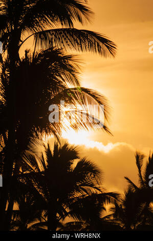 Palme stagliano contro un colorato tramonto tropicale sull'isola di Kauai, Hawaii, STATI UNITI D'AMERICA Foto Stock