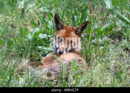 Ein junger Rotfuchs liegt entspannt im Gras und schaut in die Kamera * Una giovane volpe rossa si trova in erba e guarda alert nella fotocamera Foto Stock