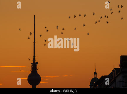 Berlino, Germania. Decimo Sep, 2019. Uno stormo di uccelli Vola di fronte alla torre della televisione durante il tramonto. Credito: Christophe Gateau/dpa/Alamy Live News Foto Stock