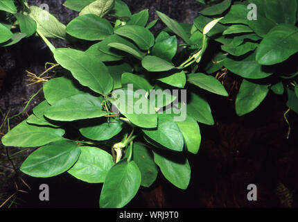 Anubias nana, Anubias barteri var. nana Foto Stock