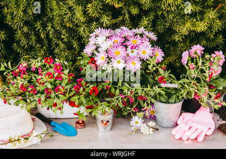 Molte diverse fiore rosa fiori in vasi e vari utensili da giardinaggio su tavola di legno, con giardino verde sullo sfondo di bush. Estate in giardino con Foto Stock