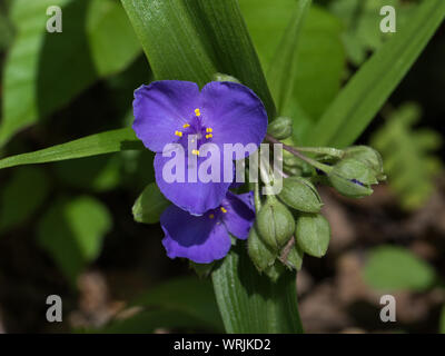 Primo piano di uno spiderwort, Tradescantia virginiana, fiore. Foto Stock
