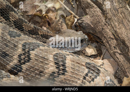 Primo piano di un canebrake raattlesnake, Crotalus orrus. Foto Stock