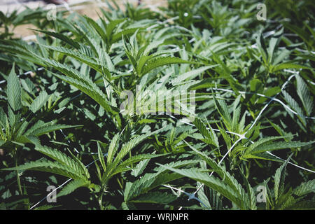 Le piante di marijuana in stadi precoci che cresce in giardino
