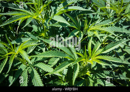 Le piante di marijuana in stadi precoci che cresce in giardino Foto Stock