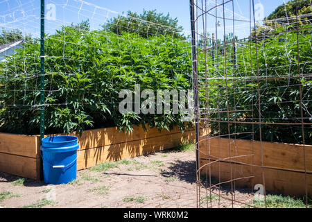 Le piante di marijuana in stadi precoci che cresce in giardino