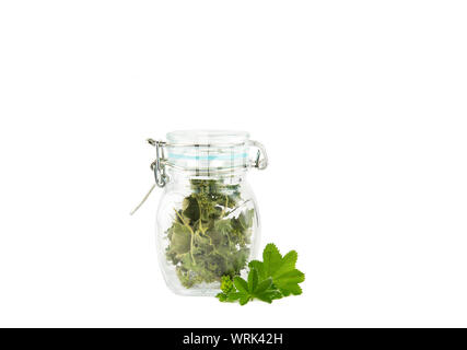 Pila di essiccato Alchemilla vulgaris, comune della signora medicinali mantello tè alle erbe ingrediente concetto, chiaramente in un barattolo di vetro isolato su sfondo bianco. Foto Stock