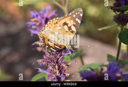 Dipinto di Lady butterfly, Vanessa cardui, alimentazione sulla pianta Agastache, Mid Wales, Regno Unito Settembre 2019 Foto Stock