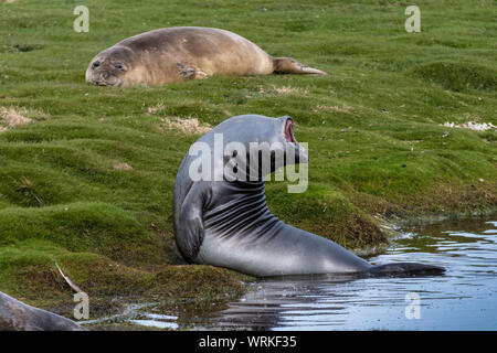Elefante marino del sud Pup, Mirounga leonina, flessione all'indietro in posa insolita, Sea Lion Island, nelle Isole Falkland, Sud Atlantico Foto Stock