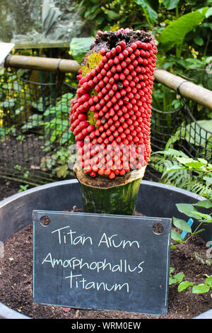 Titan Arum Amorphophallus Titanum pianta tropicale Foto Stock