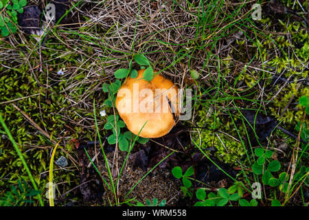 I funghi in erba dopo la pioggia Foto Stock