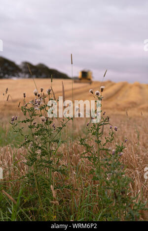 Spunto di cardi (Cirsium arvense) crescente sul bordo di un campo di orzo con una mietitrebbia lavora in background Foto Stock