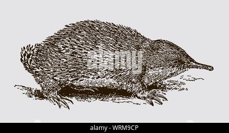 A breve becco echidna (tachyglossus aculeatus) in vista laterale. Illustrazione dopo una incisione del XIX secolo Illustrazione Vettoriale