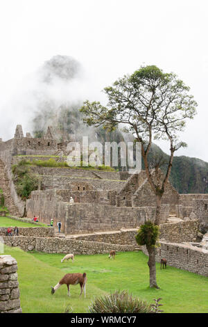 Machu Picchu rovine e llama pascolo Foto Stock