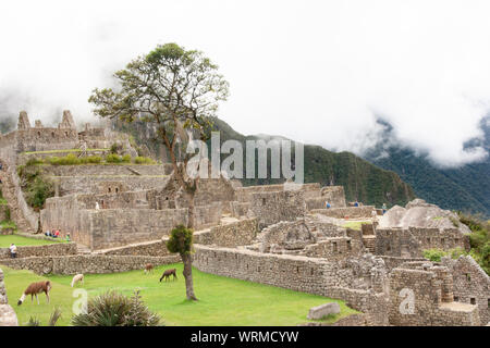 Machu Picchu rovine e llama pascolo Foto Stock