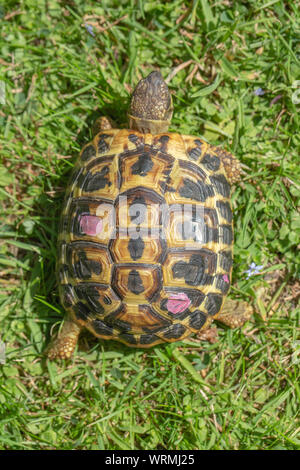 WESTERN HERMANN'S tartaruga (Testudo hermanni hermanni). Vista dorsale, guardando verso il basso sul guscio superiore o carapace di un animale a piedi. Foto Stock