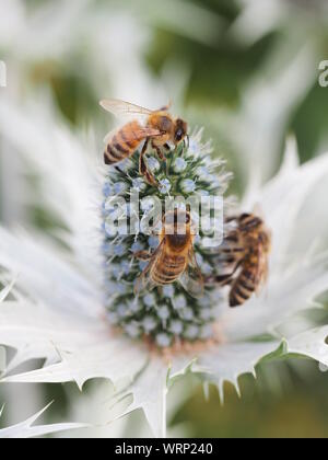 Api mellifere su Eryngium, 'Miss Wilmott del fantasma a Chenies Manor garden nel giugno.dolcemente focalizzata fiore con dettaglio delle api. Foto Stock