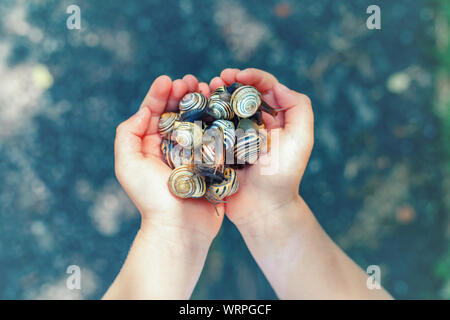 Macro di primo piano delle mani del bambino palme azienda molti piccolo giardino foresta giallo listati di lumache di molluschi. Estate bambini attività di intrattenimento. Felice c Foto Stock