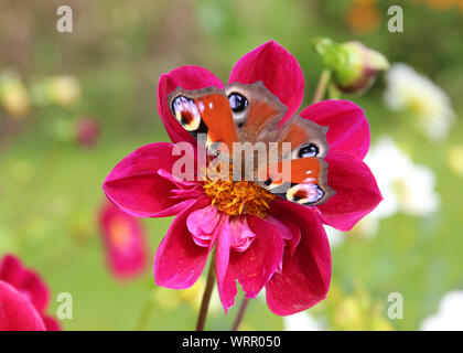 Un Europeo farfalla pavone mostrando i suoi colori come posatoi su un fiore dahlia in un giardino inglese. Noto anche come Aglais Io del genere inachis. Foto Stock