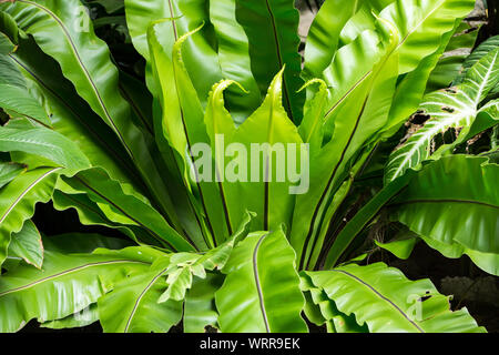 Foglia verde texture di sfondo, foglia verde pattern, Bird's Nest, felci Asplenium nidus Foto Stock