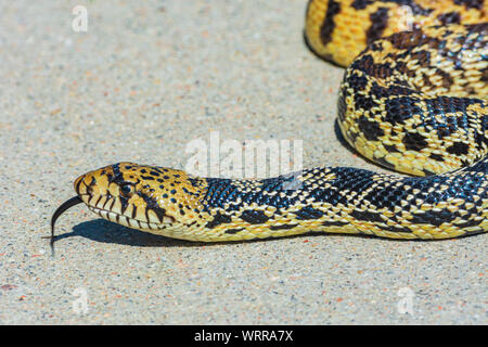 Bullsnake (Pituophis catenifer sayi), attualmente considerato una sottospecie del look-a-come Gopher snake (Pituophis catenifer), Castle Rock CO NOI. Foto Stock