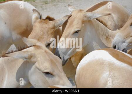 Allevamento di Persico Onagers al selvaggio in Cumberland Ohio. Gli animali nati in cattività e sono estremamente rari a causa essendo quasi estinta nel selvaggio. Du Foto Stock