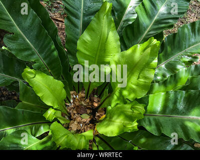 Gocce di pioggia, l'acqua scende su verde foglia giovane di Bird's Nest fern Foto Stock