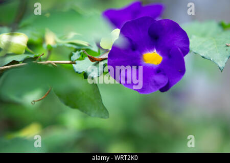 Bush clockvine, Kiing il mantello, Thunbergia erecta, in sfocato sfondo verde, vicino e Marco shot, il fuoco selettivo, Abstract graphic design Foto Stock