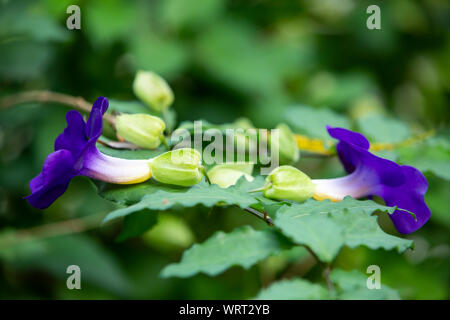 Bush clockvine, Kiing il mantello, Thunbergia erecta, in sfocato sfondo verde, vicino e Marco shot, il fuoco selettivo, Abstract graphic design Foto Stock