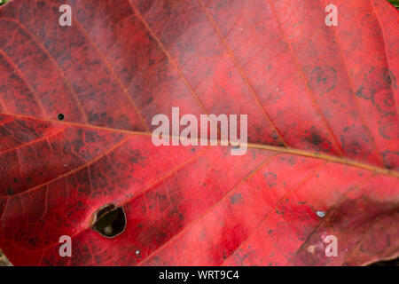 Santol foglia, Close up & Macro shot, il fuoco selettivo, sfondo astratto Foto Stock