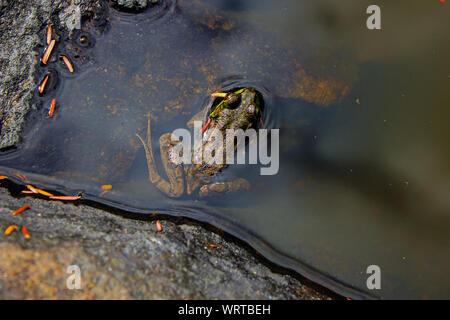 Rana di visone in Adirondack laghetto di montagna deserto Foto Stock