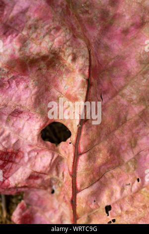 Santol foglia, Close up & Macro shot, il fuoco selettivo, sfondo astratto Foto Stock