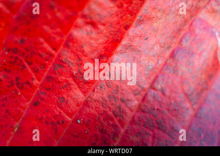 Santol foglia, Close up & Macro shot, il fuoco selettivo, sfondo astratto Foto Stock