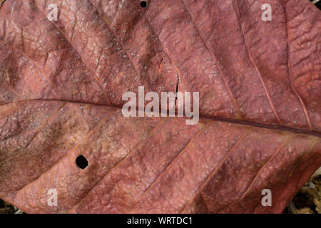 Santol foglia, Close up & Macro shot, il fuoco selettivo, sfondo astratto Foto Stock