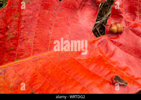 Santol foglia, Close up & Macro shot, il fuoco selettivo, sfondo astratto Foto Stock