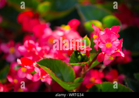 Begonia, Begonia spp. & Hybirds. Nel giardino, offuscata e bokeh sfondo, il fuoco selettivo Close up & Macro shot Foto Stock