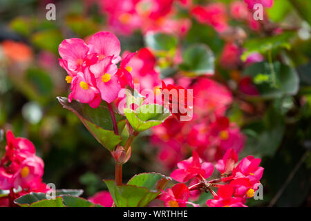 Begonia, Begonia spp. & Hybirds. Nel giardino, offuscata e bokeh sfondo, il fuoco selettivo Close up & Macro shot Foto Stock