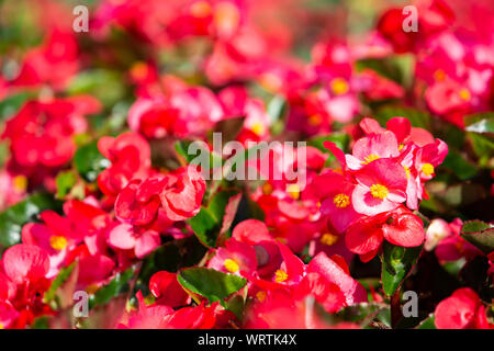 Begonia, Begonia spp. & Hybirds. Nel giardino, offuscata e bokeh sfondo, il fuoco selettivo Close up & Macro shot Foto Stock