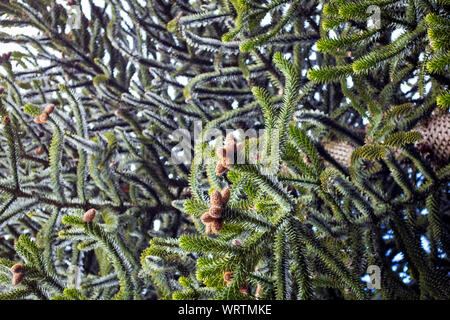 Nuovi coni formando su una scimmia puzzle albero in primavera, Christchurch, Nuova Zelanda Foto Stock