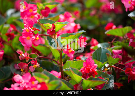 Begonia, Begonia spp. & Hybirds. Nel giardino, offuscata e bokeh sfondo, il fuoco selettivo Close up & Macro shot Foto Stock