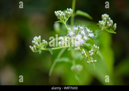 Ageratum conyzoides, Poco bianco fiori nel giardino bokeh sfondo, Close up & Macro shot, il fuoco selettivo, Abstract graphic design Foto Stock