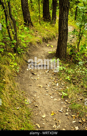 Curve di avvolgimento sul piede di foresta trail in tarda estate. Le foglie sono appena iniziando a chang colore, e alcuni sono già caduti Foto Stock