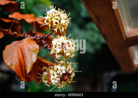 Le gocce di pioggia sulle foglie d'Oro (Bauhinia aureifolia) e fiori nel giardino Foto Stock
