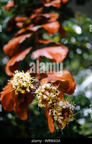 Le gocce di pioggia sulle foglie d'Oro (Bauhinia aureifolia) e fiori nel giardino Foto Stock