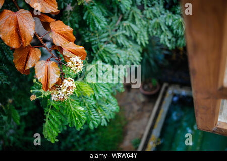 Le gocce di pioggia sulle foglie d'Oro (Bauhinia aureifolia) e fiori nel giardino Foto Stock