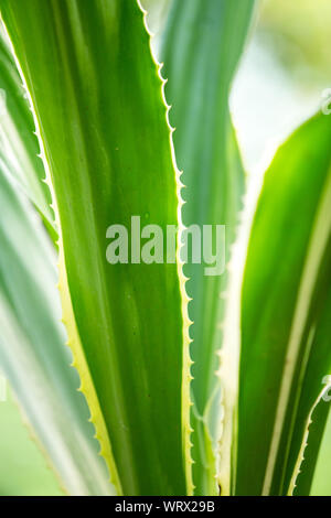 Agave americana, aloe verde con strisce gialle, foglie pattern Foto Stock